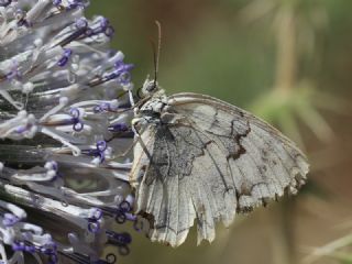 l Melikesi (Melanargia grumi)