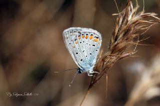 okgzl Mavi (Polyommatus icarus)