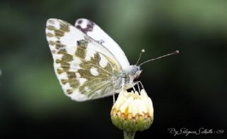 Yeni Beneklimelek (Pontia edusa)