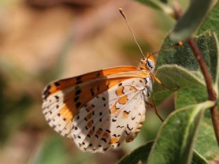 ranl parhan (Melitaea persea)