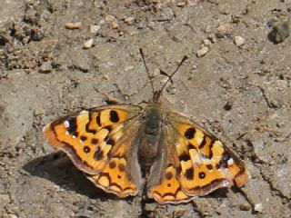 Anadolu ehzadesi (Thaleropis ionia)