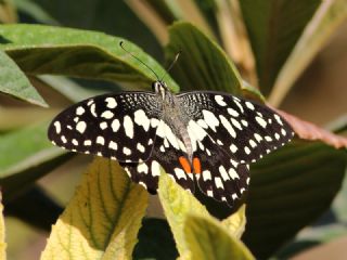 Nusaybin Gzeli (Papilio demoleus)