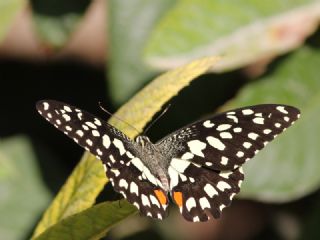 Nusaybin Gzeli (Papilio demoleus)