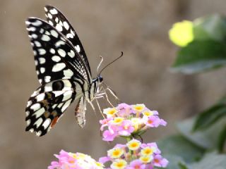 Nusaybin Gzeli (Papilio demoleus)