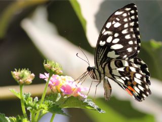 Nusaybin Gzeli (Papilio demoleus)