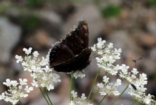 Sar Bandl Kadife (Nymphalis antiopa)