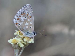 Çokgözlü Gök Mavisi (Polyommatus bellargus)