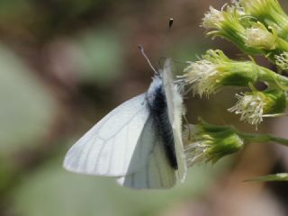 izgili Da Beyazmelei (Pieris bryoniae)