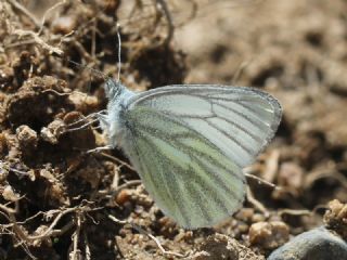 izgili Da Beyazmelei (Pieris bryoniae)