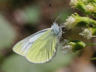 izgili Da Beyazmelei (Pieris bryoniae)