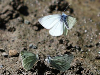 izgili Da Beyazmelei (Pieris bryoniae)