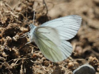 izgili Da Beyazmelei (Pieris bryoniae)