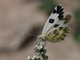 Kk Beneklimelek (Pontia chloridice)