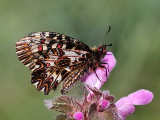Gney Fistosu (Zerynthia polyxena)