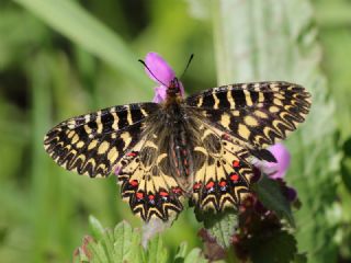 Gney Fistosu (Zerynthia polyxena)