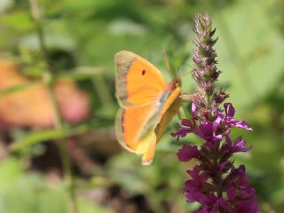 Kafkas Azameti (Colias caucasica)