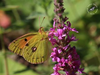 Kafkas Azameti (Colias caucasica)