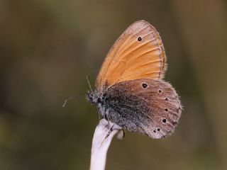 Kafkasya Zpzp Perisi (Coenonympha symphita)