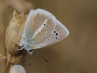 okgzl Damon Mavisi (Polyommatus damon)