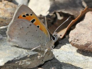 Benekli Bakr Gzeli (Lycaena phlaeas)