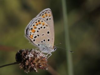 Doulu Esmergz (Plebejus carmon)