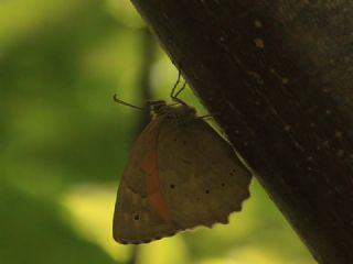 Kaya Esmeri (Kirinia clymene)