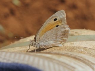 Esmerperi (Hyponephele lupina)