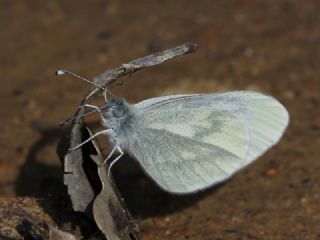 Narin Orman Beyaz (Leptidea sinapis)