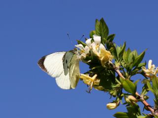 Byk Beyazmelek  (Pieris brassicae)