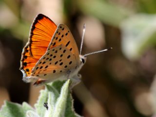 Alev Ategzeli (Lycaena kefersteinii)