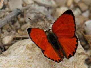 Da Atei (Lycaena thetis)