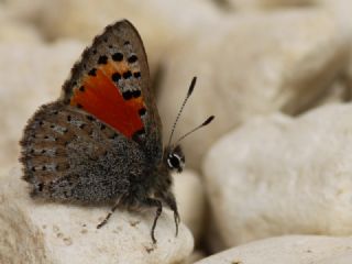 Kafkasya Gelincii (Tomares callimachus)