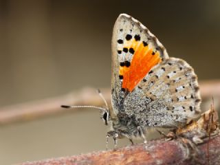 Kafkasya Gelincii (Tomares callimachus)