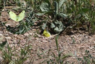 Gzel Azamet (Colias alfacariensis)