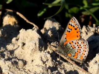 Akbes Gelincii (Tomares nesimachus)