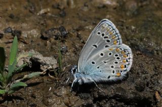 Trkmenistan Esmergz (Plebejus zephyrinus)