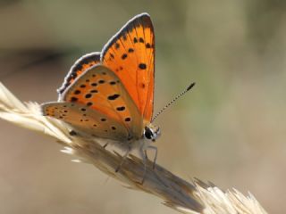 Anadolu Ate Gzeli (Lycaena asabinus)