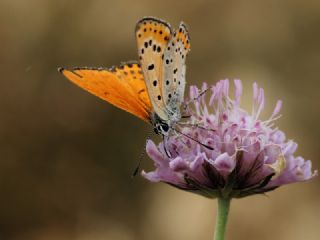 Kk Ate Gzeli (Lycaena thersamon)