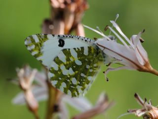 Da Oykls (Euchloe ausonia)