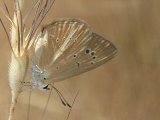 okgzl Lbnan Esmeri (Polyommatus alcestis)