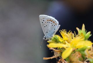 okgzl Torul Mavisi (Aricia torulensis)