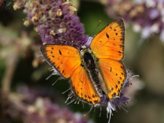 Anadolu Ate Gzeli (Lycaena asabinus)