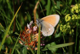 Orman Zpzp Perisi (Coenonympha glycerion)