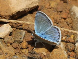 okgzl Turkuvaz Mavisi (Polyommatus dorylas)