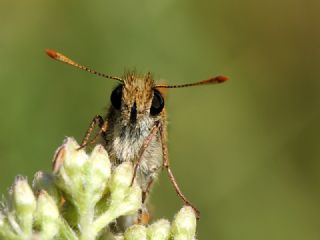 Sar Antenli Zpzp (Thymelicus sylvestris)