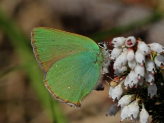 Zmrt (Callophrys rubi)