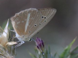 okgzl Lbnan Esmeri (Polyommatus alcestis)