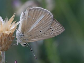 okgzl Lbnan Esmeri (Polyommatus alcestis)