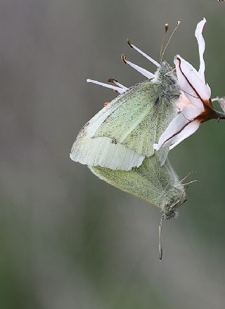 Kk Beyazmelek (Pieris rapae)