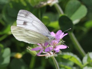 Yalanc� Beyazmelek&nbsp;(Pieris&nbsp;pseudorapae)